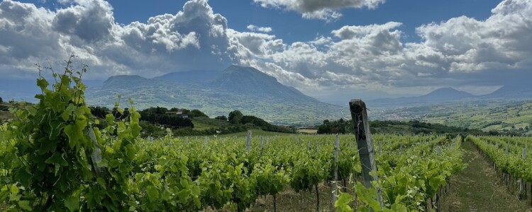 Kampanien-Benevento-Landschaft-Weinberge-Taburno