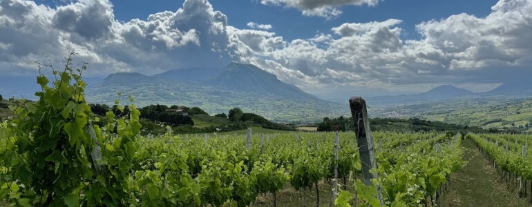 Kampanien-Benevento-Landschaft-Weinberge-Taburno